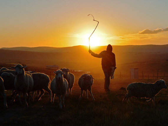 Shepherds and Hirelings